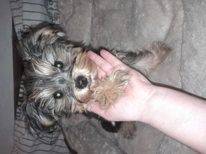 Yorkshire baiat - imagine 2