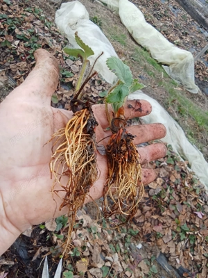 Vând stoloni de căpșuni soiul Vibrant și butaș de zmeură polca 