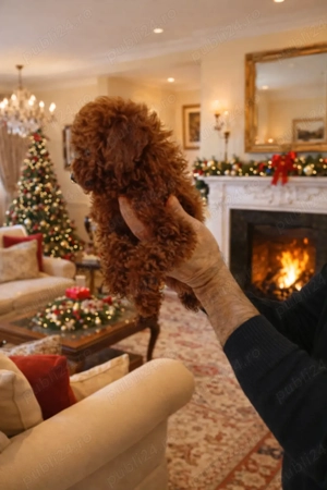 Pui rasa Pudel Mini Toy Red disponibil - imagine 2