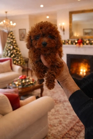 Pui rasa Pudel Mini Toy Red disponibil