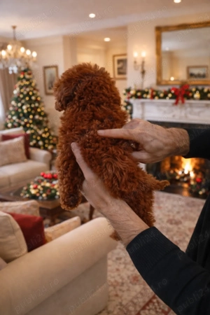 Pui rasa Pudel Mini Toy Red disponibil - imagine 3