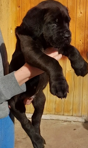 Mascul Cane Corso  - imagine 2
