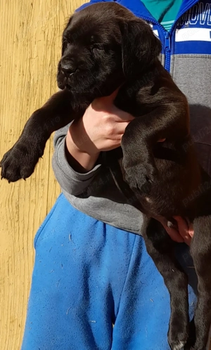 Mascul Cane Corso  - imagine 4