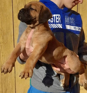 Femelă Cane Corso  - imagine 2