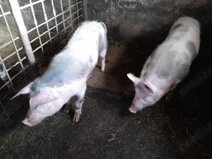 soldani 70 ,80kg - imagine 2