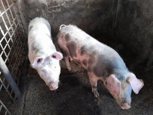 soldani 70 ,80kg - imagine 3