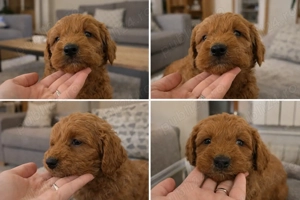 Pui rasa Goldendoodle disponibili - imagine 2