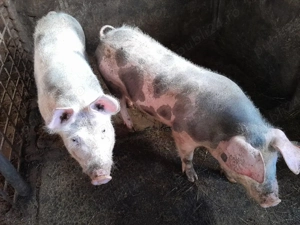 soldani 70 ,80kg - imagine 4