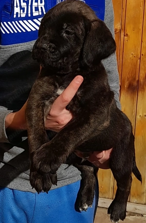 Mascul Cane Corso  - imagine 2