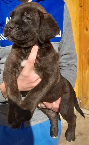 Mascul Cane Corso 