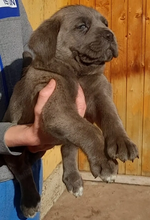 Mascul Cane Corso  - imagine 2