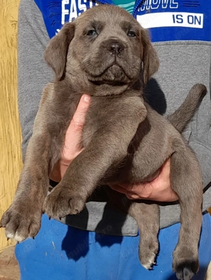 Mascul Cane Corso  - imagine 3