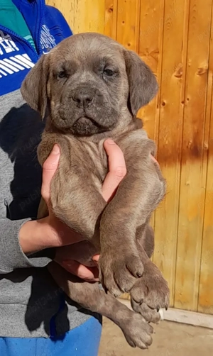 Femelă Cane Corso  - imagine 3