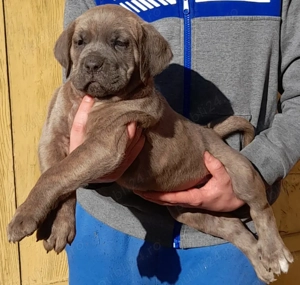 Femelă Cane Corso 