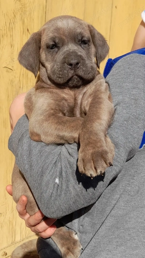 Femelă Cane Corso  - imagine 2