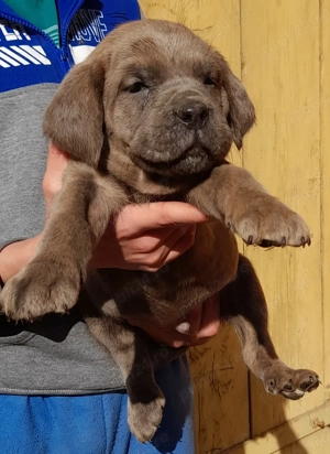 Mascul Cane Corso  - imagine 3