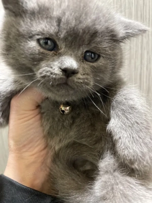 fetita scotish - imagine 2