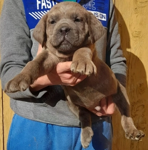 Mascul Cane Corso  - imagine 4
