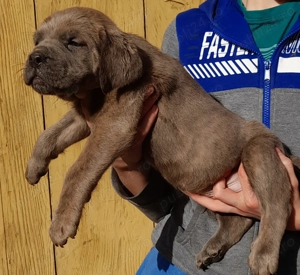 Mascul Cane Corso  - imagine 2