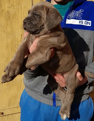 Mascul Cane Corso 