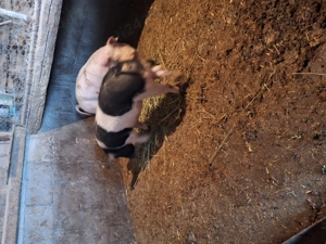 Purcei de vânzare   aprox. 50 kg   800 lei buc - imagine 5