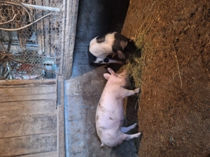 Purcei de vânzare   aprox. 50 kg   800 lei buc - imagine 4