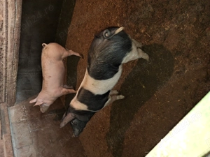 Purcei de vânzare   aprox. 50 kg   800 lei buc