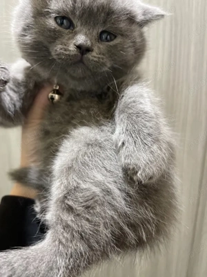 fetita scotish 7 saptamani