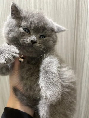 fetita scotish 7 saptamani - imagine 2