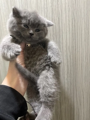 fetita scotish 7 saptamani - imagine 3