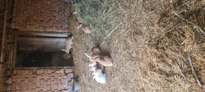 Vând iepuri hycole francez 