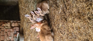 Vând iepuri hycole francez  - imagine 4