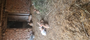 Vând iepuri hycole francez  - imagine 2