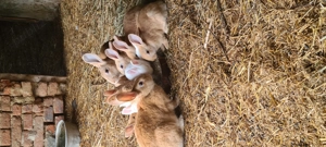 Vând iepuri hycole francez  - imagine 5