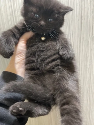 fetita british - imagine 3