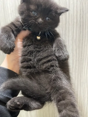 fetita british - imagine 2