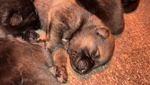 Pui Ciobanesc German Linie de Lucru - imagine 4