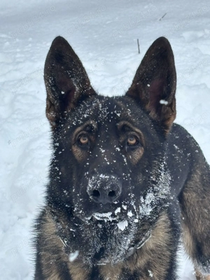 Pui Ciobanesc German Linie de Lucru - imagine 7