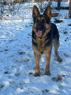 Pui Ciobanesc German Linie de Lucru - imagine 8