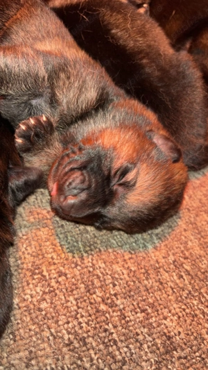 Pui Ciobanesc German Linie de Lucru