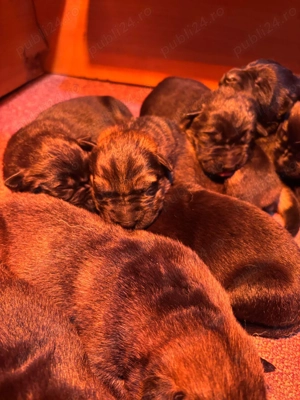 Pui Ciobanesc German Linie de Lucru - imagine 5