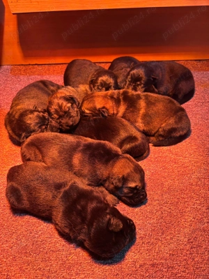 Pui Ciobanesc German Linie de Lucru - imagine 6