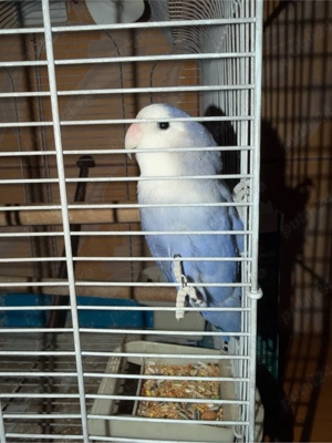 papagal amorez femela 