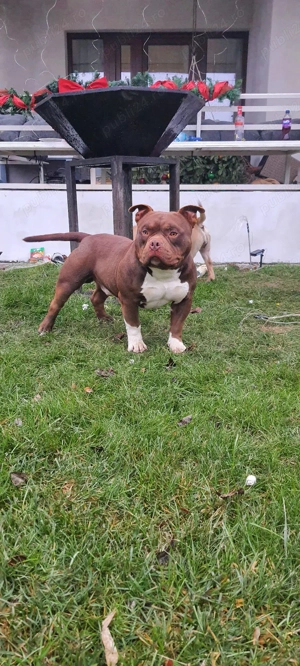 Femela American Bully Pocket ABKC - imagine 3
