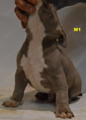 Mascul American Bully Pocket ABKC - imagine 3
