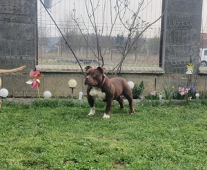 Mascul American Bully Pocket ABKC  - imagine 5