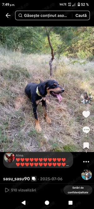 copoi ardelenesc - imagine 3