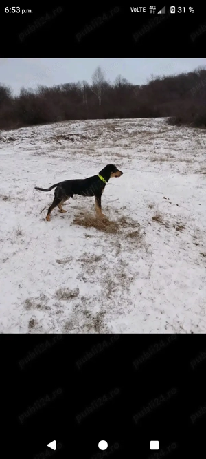 copoi ardelenesc - imagine 2