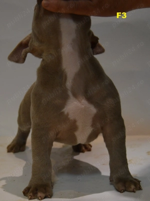 Femela American Bully Pocket ABKC  - imagine 3
