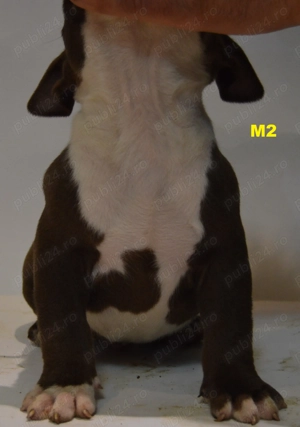 Mascul American Bully Pocket ABKC  - imagine 3